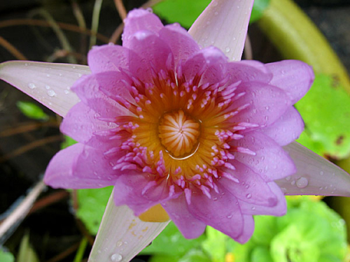 Beautiful flower on Koh Samui