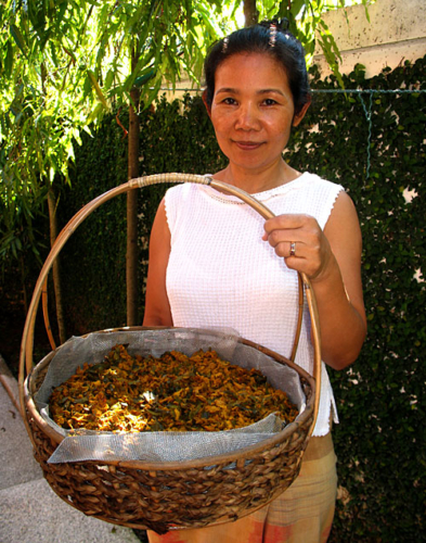 Homprang Chaleekanha with a basket of herbs at her Baan Hom Samunphrai Herbal Health Centre &amp; School in Chiang Mai