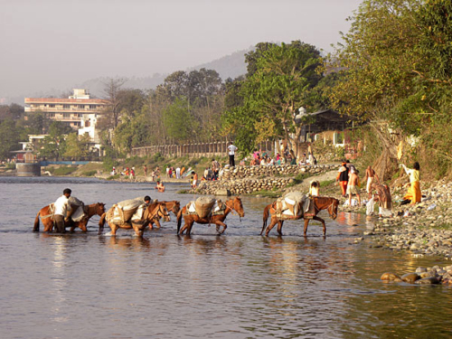 Horses crossing the Ganga