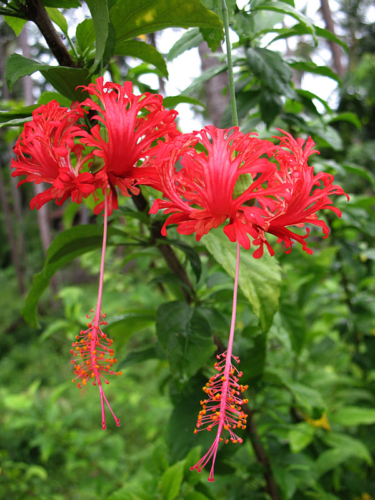 Beautiful flowers on Koh Samui