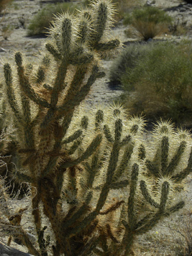 Cactus in the Carrizo Gorge in the Anza Borrego desert